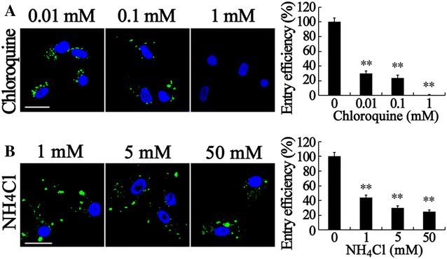 Figure 5