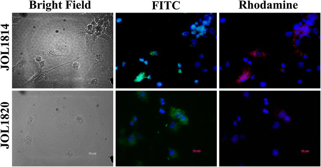 Figure 2