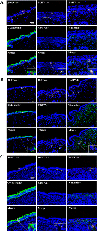 Figure 4