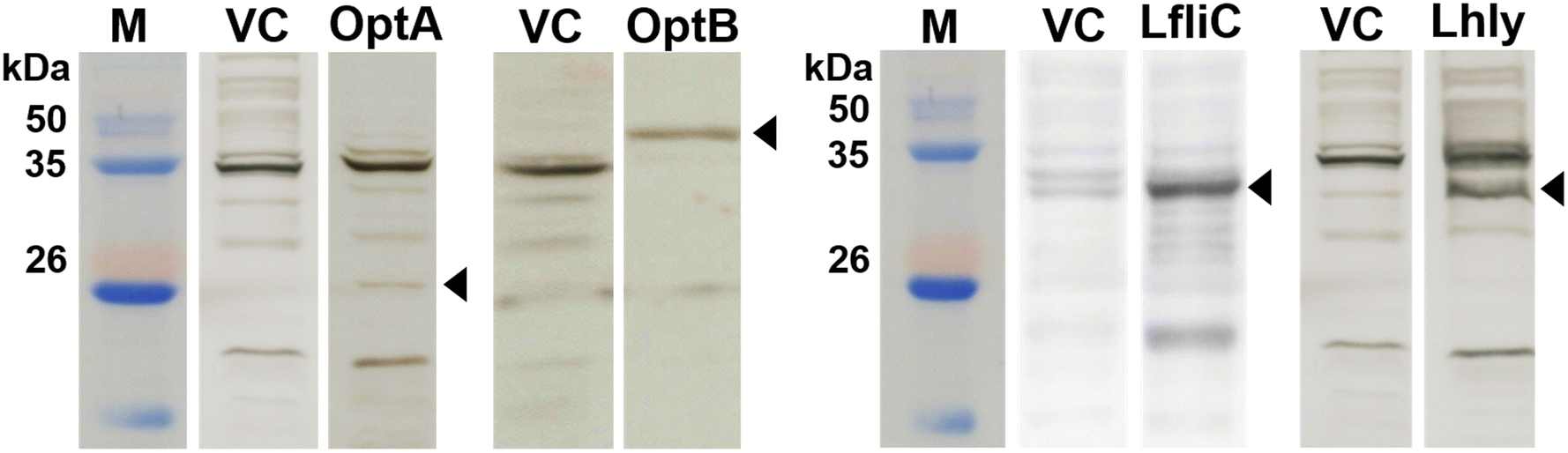 Figure 1