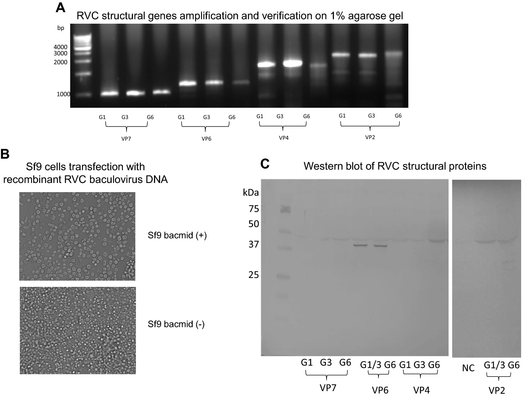 Figure 2