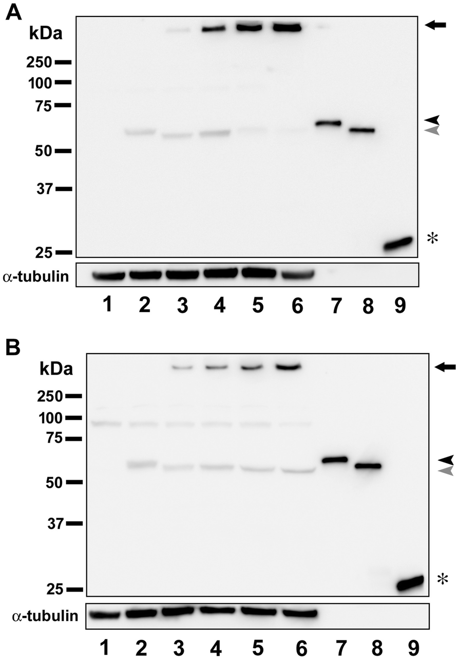 Figure 6