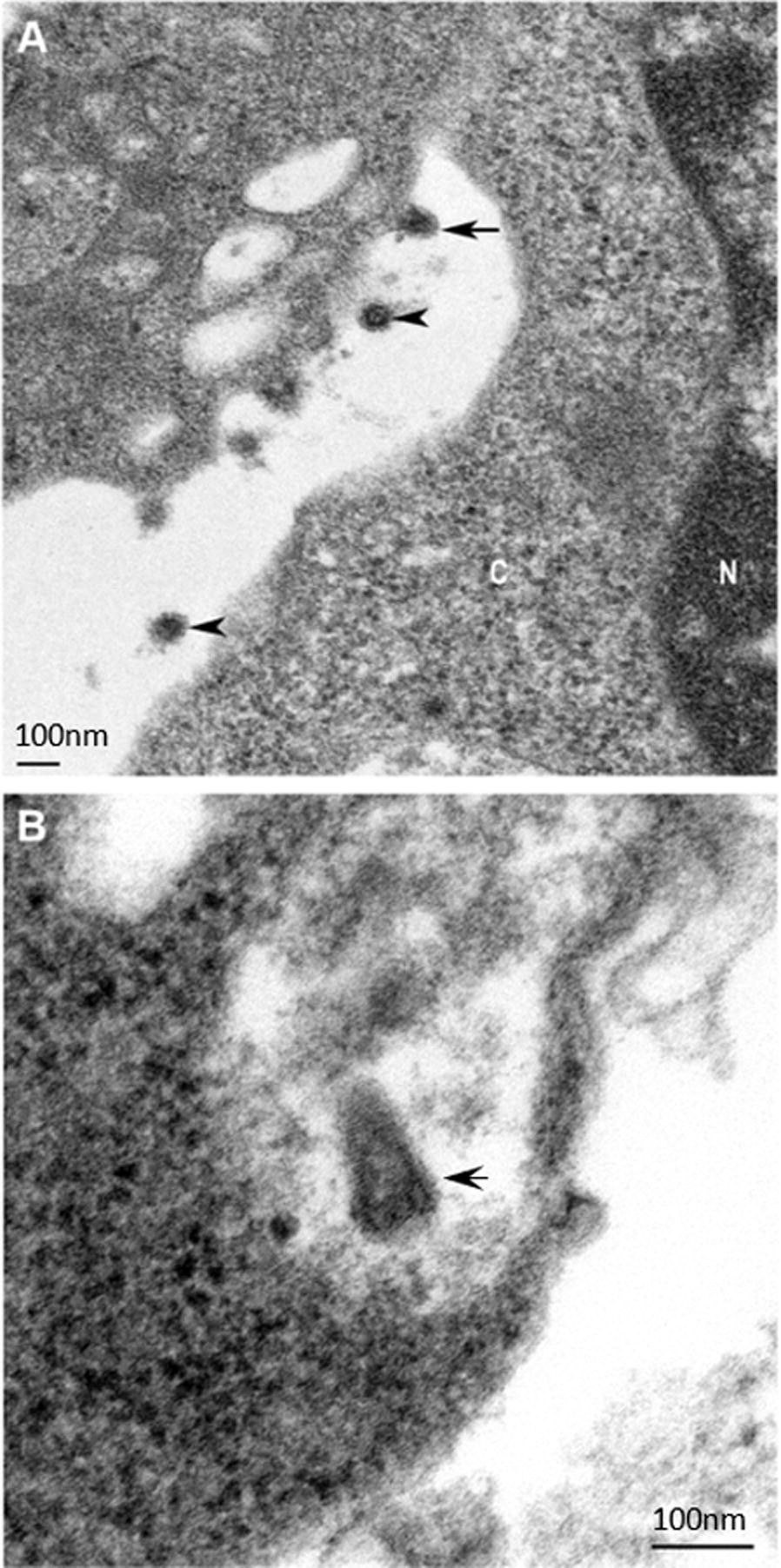 Figure 1