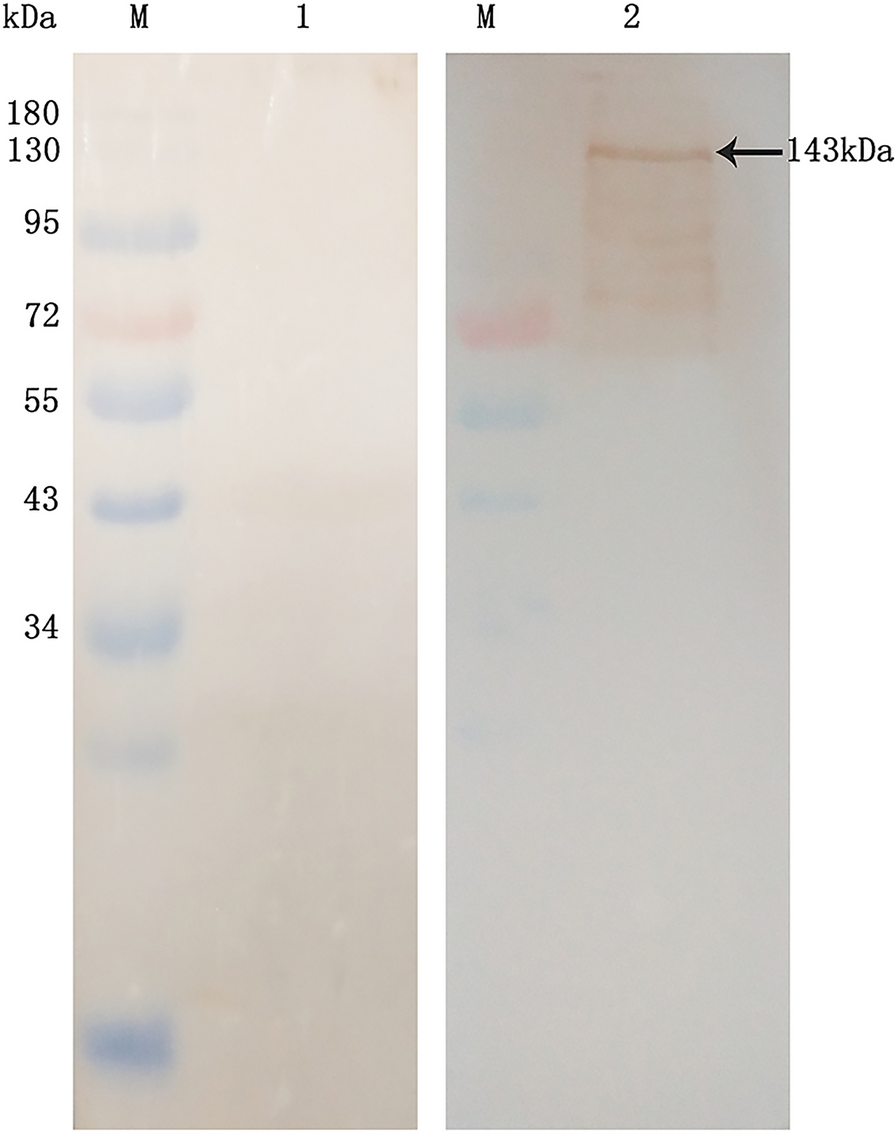 Figure  4