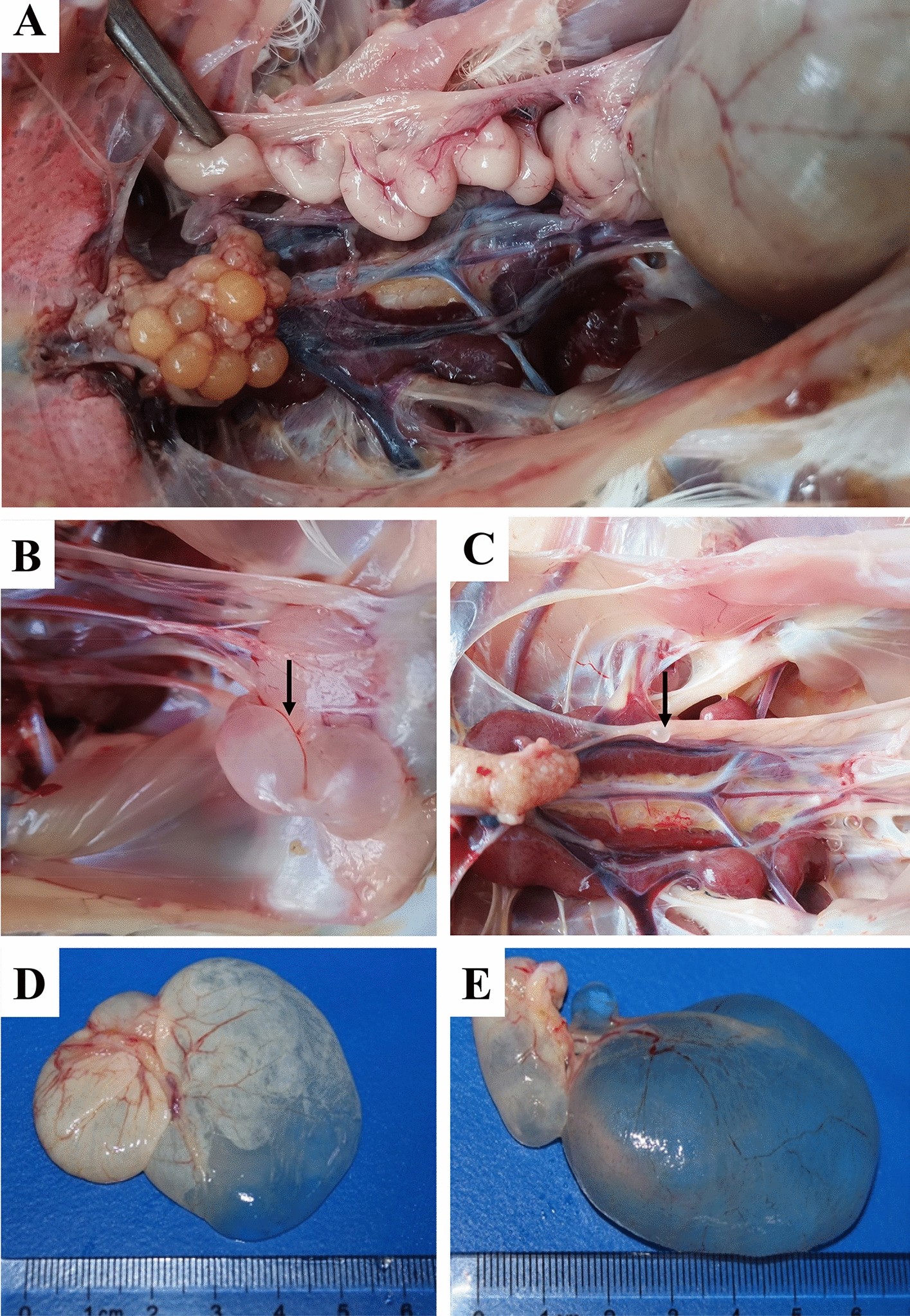 Figure 1