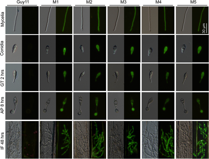 Fig. 3