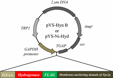 Fig. 1