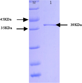 Fig. 5