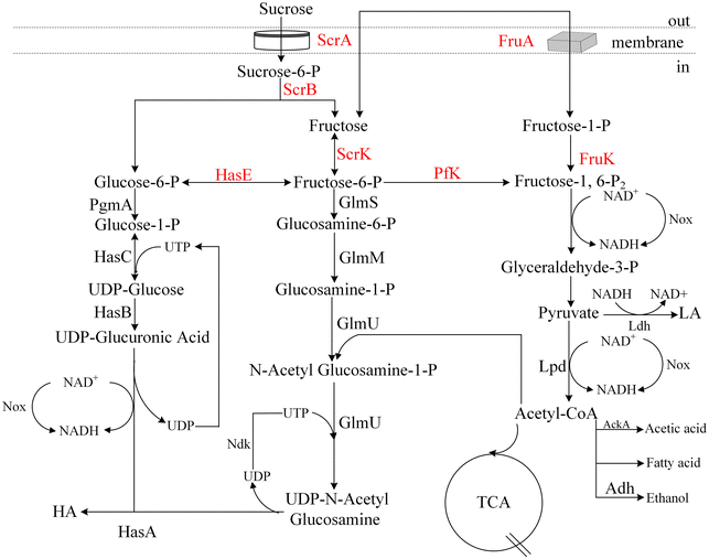 Fig. 1