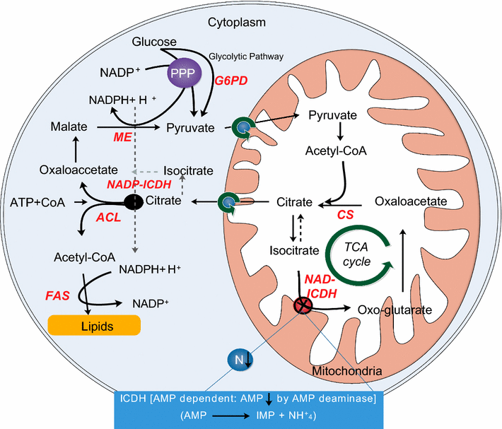 Fig. 6