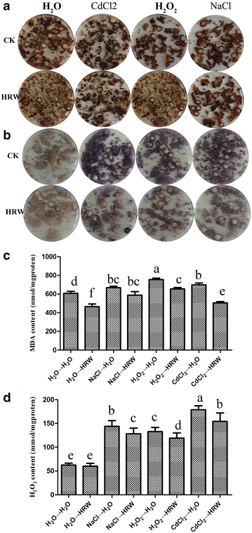 Fig. 5