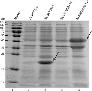 Fig. 5