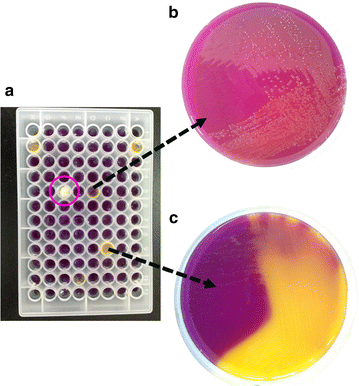 Fig. 2