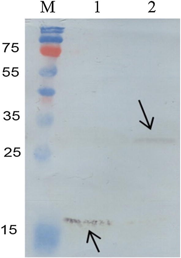 Fig. 6