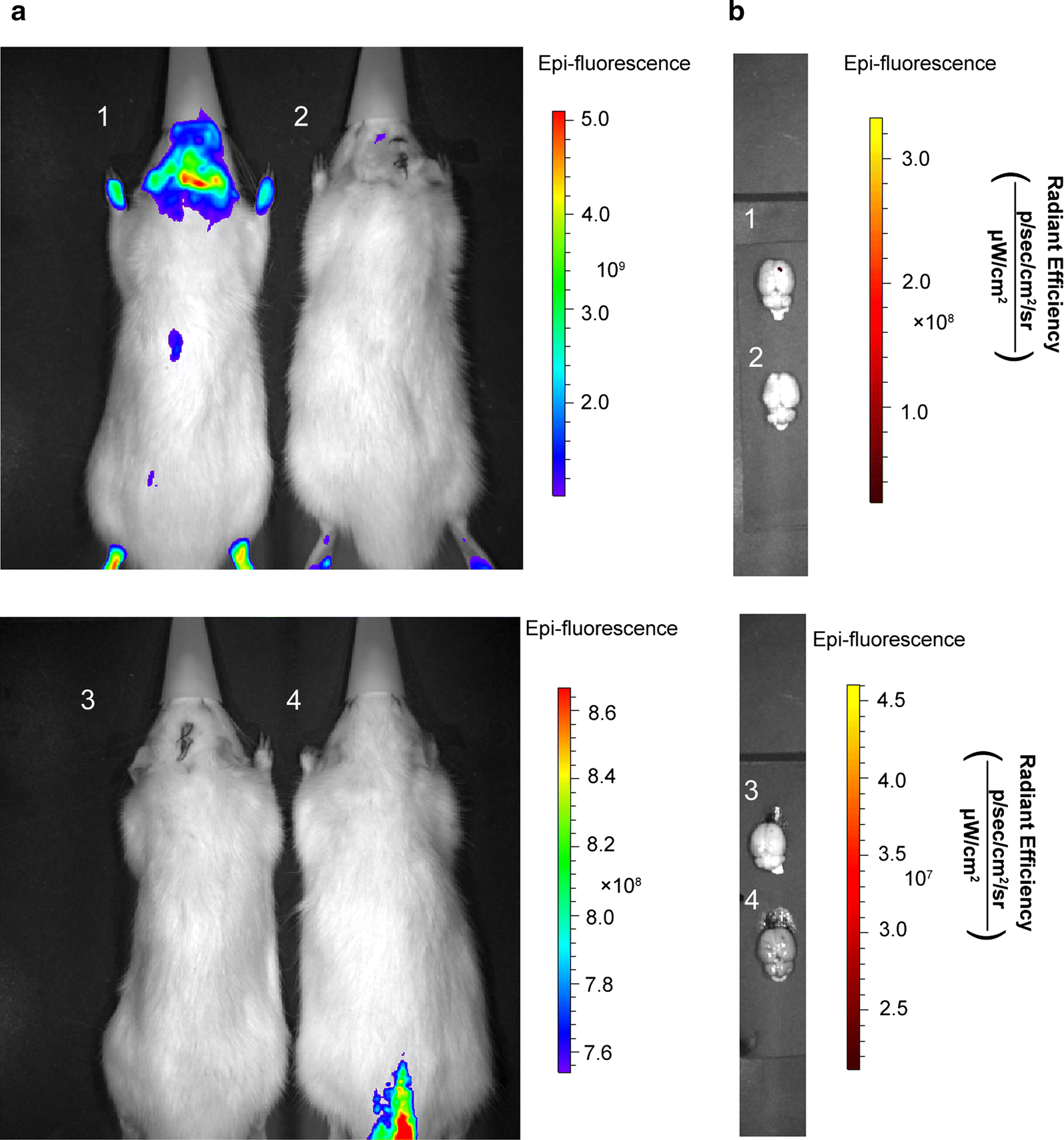 Fig. 6