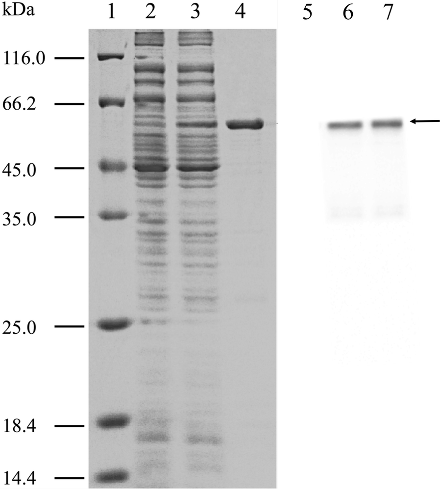 Fig. 4