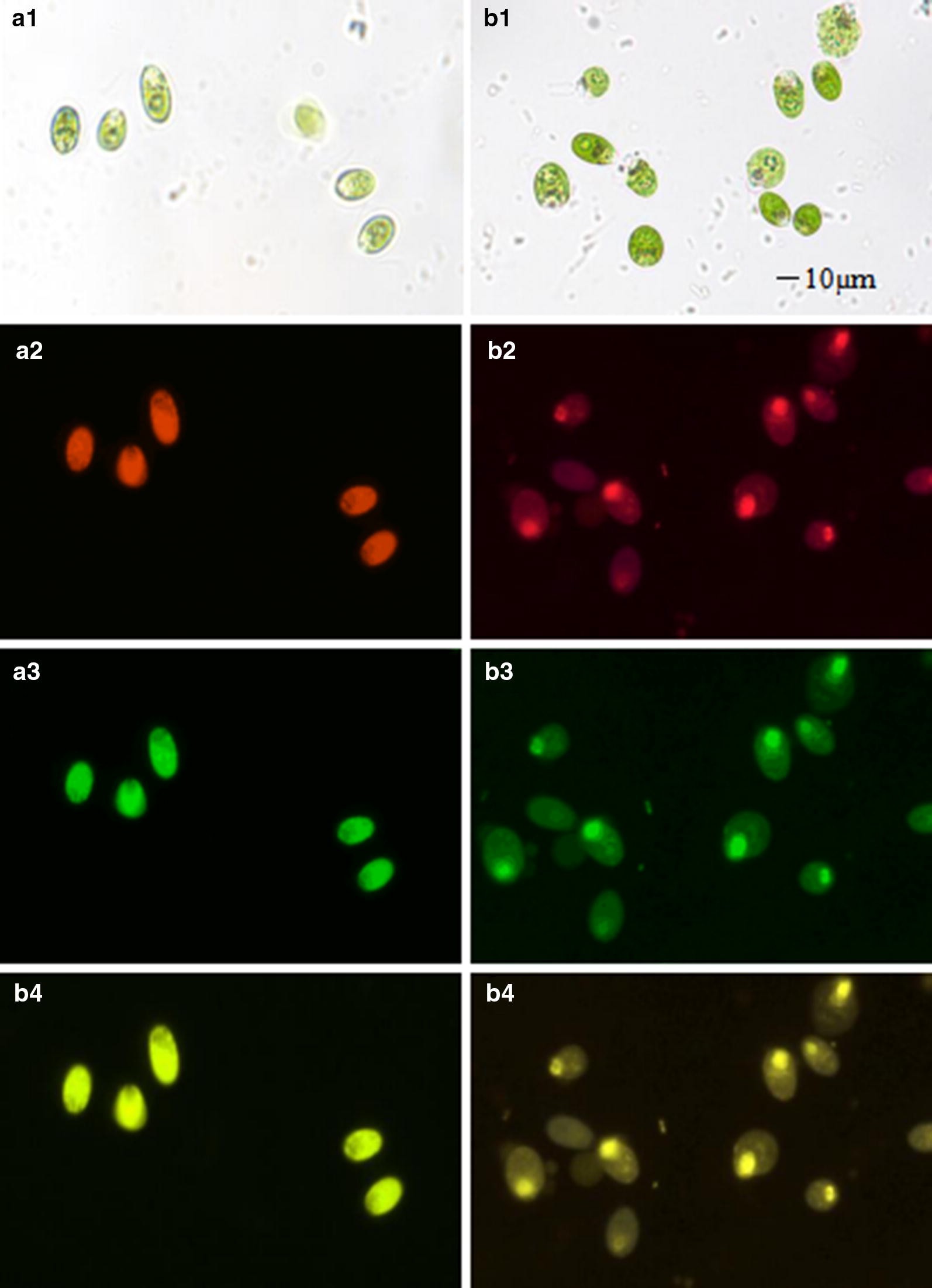 Fig. 2