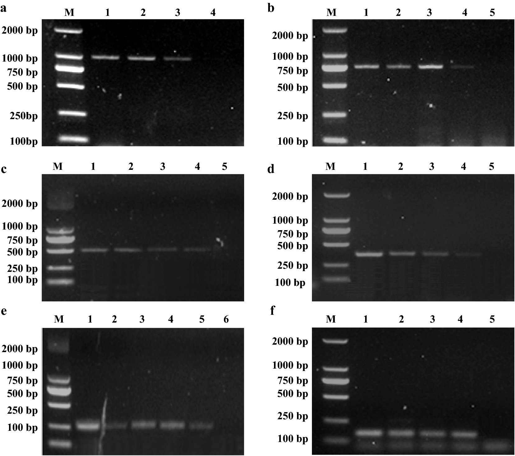 Fig. 6