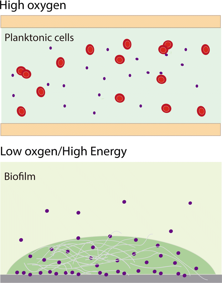 Fig. 6