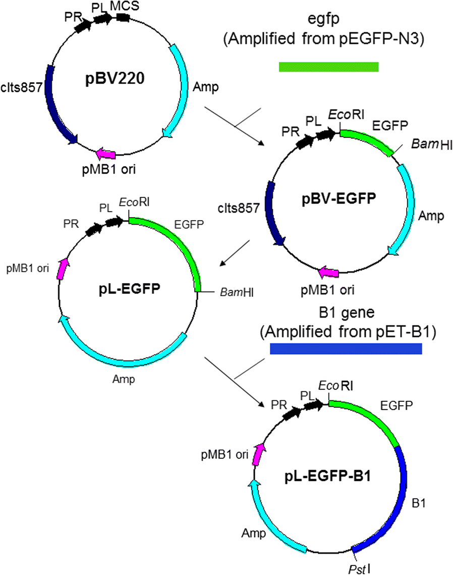 Fig. 1