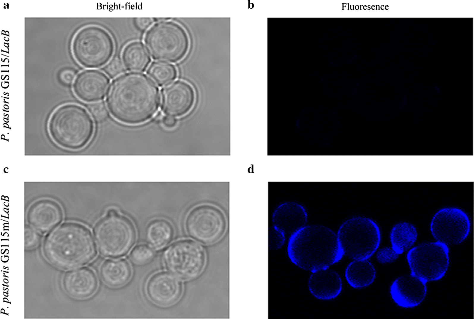 Fig. 6