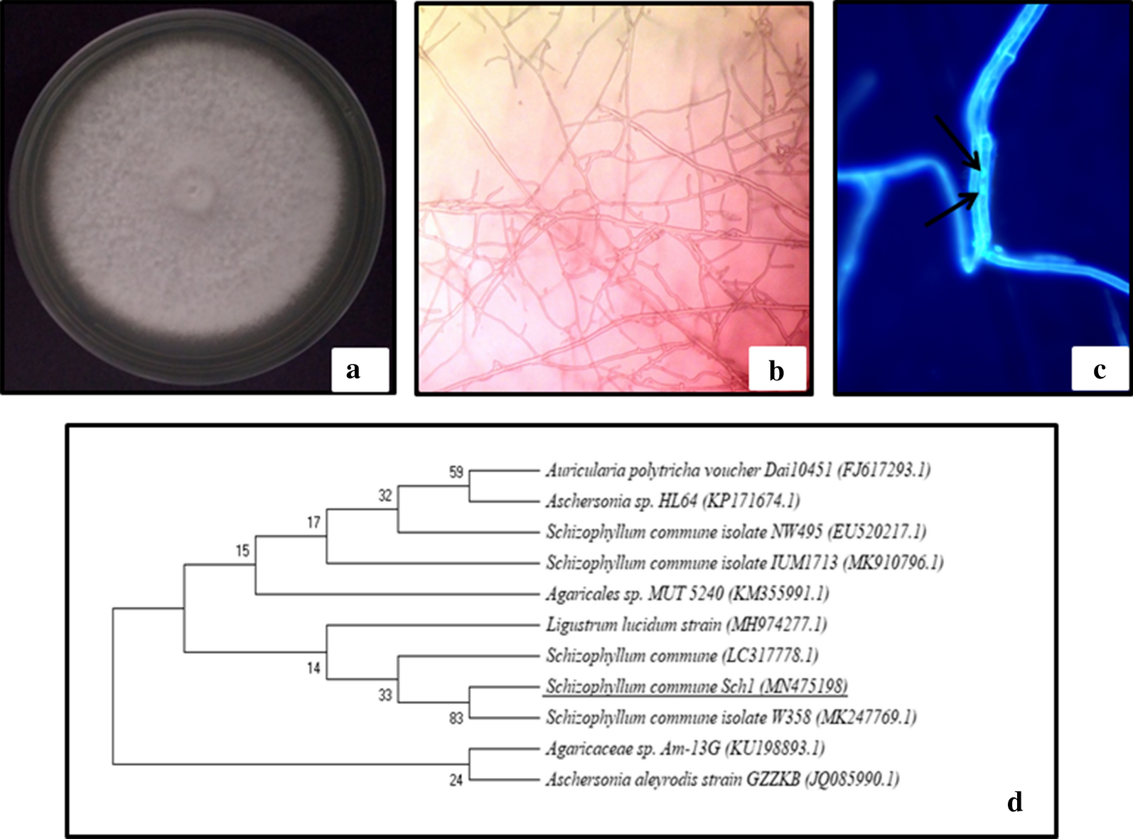 Fig.1