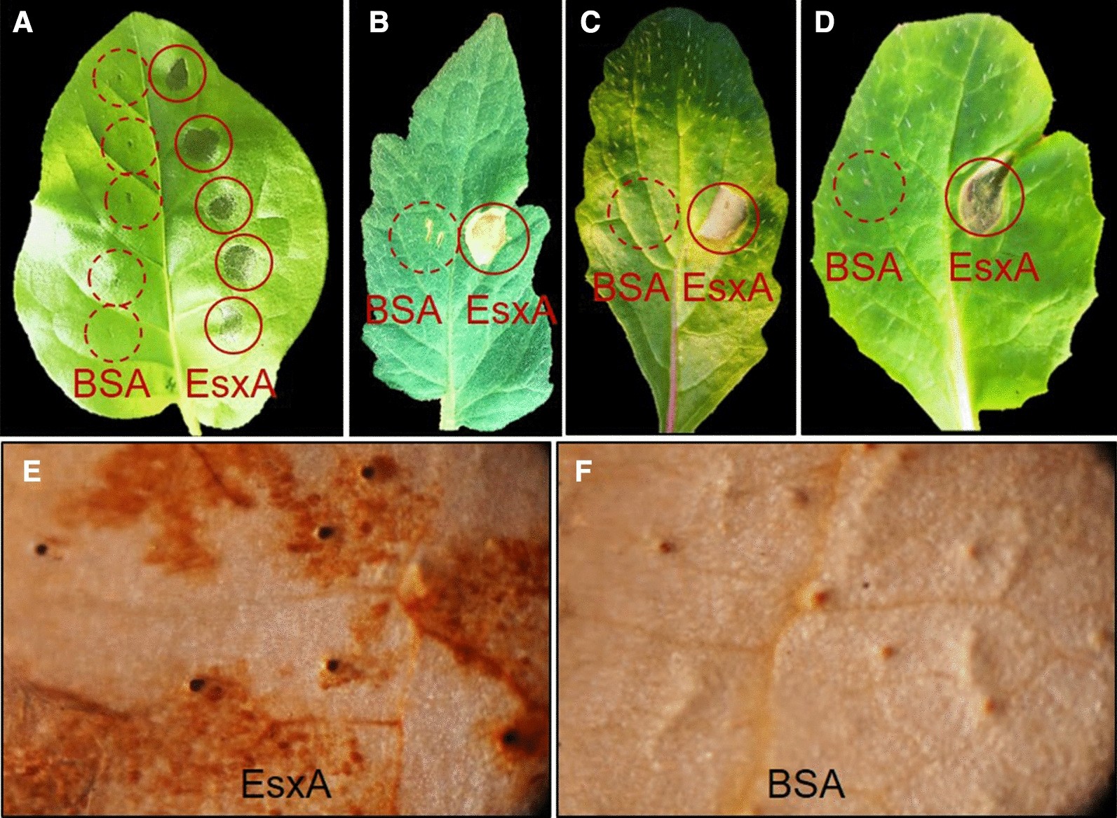 Fig. 5