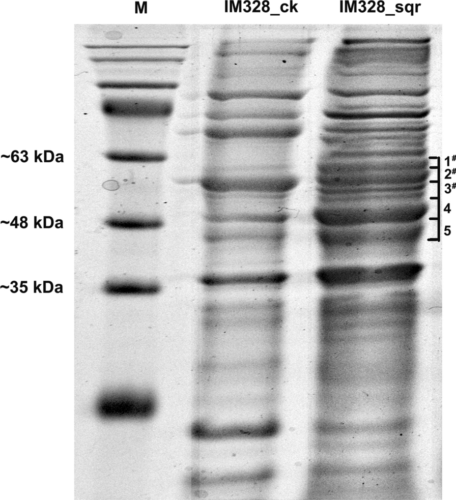 Fig. 5