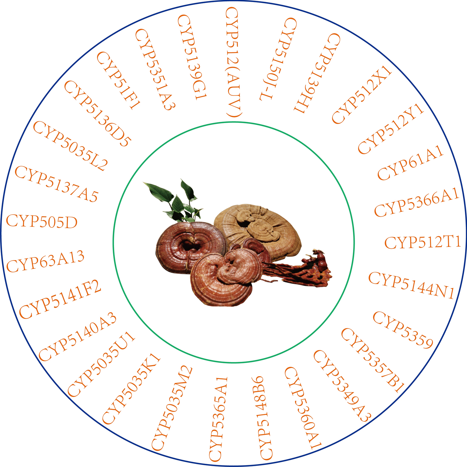 Fig. 7