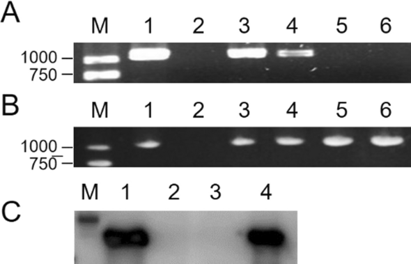 Fig.5