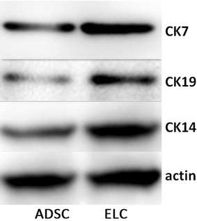 Fig. 7