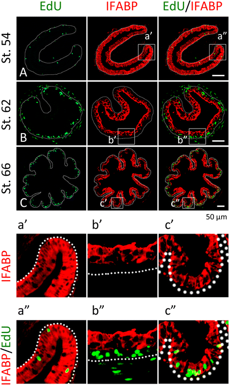 Fig. 4