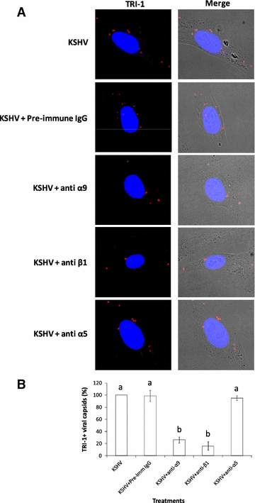 Fig. 5