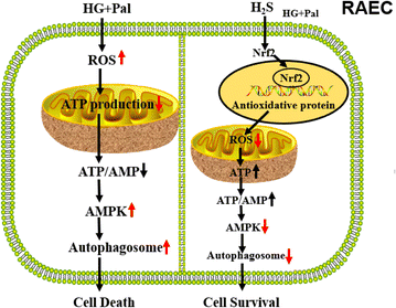 Fig. 8