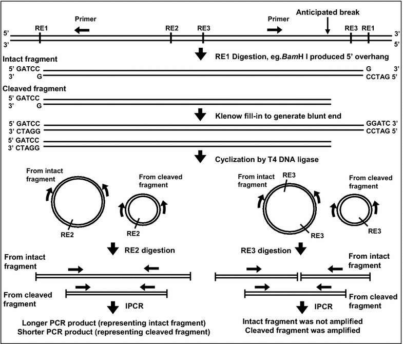 Fig. 8