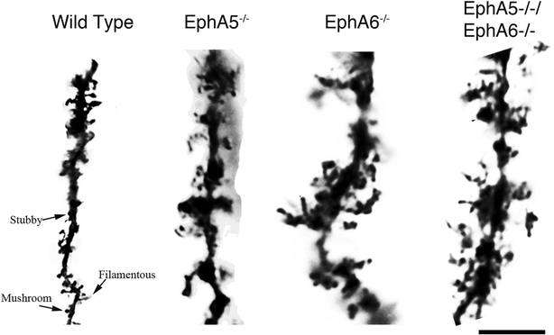 Fig. 8