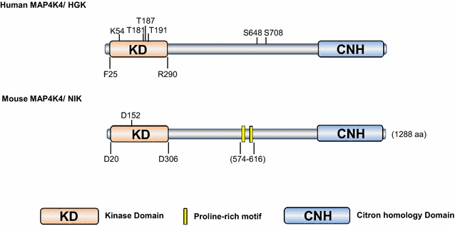 Fig. 1