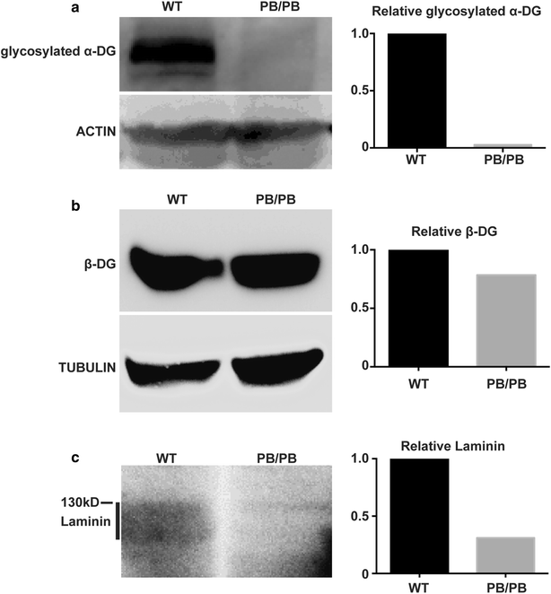 Fig. 6