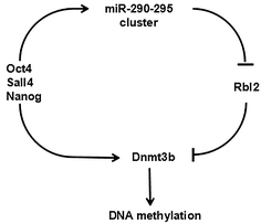 Fig. 6