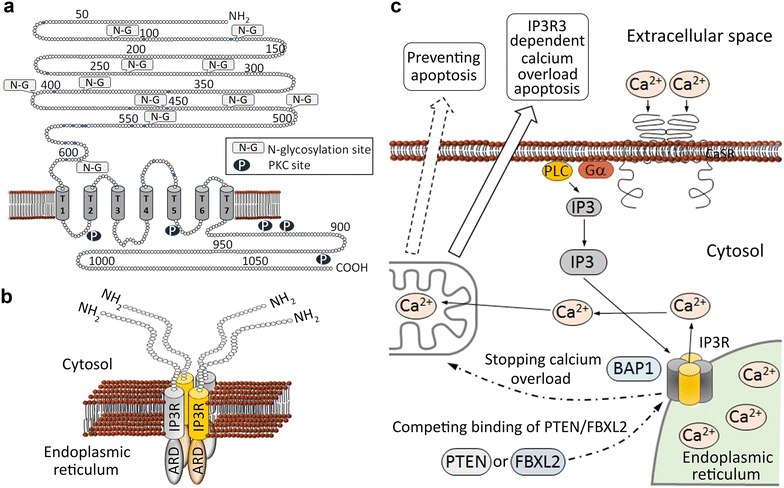 Fig. 2