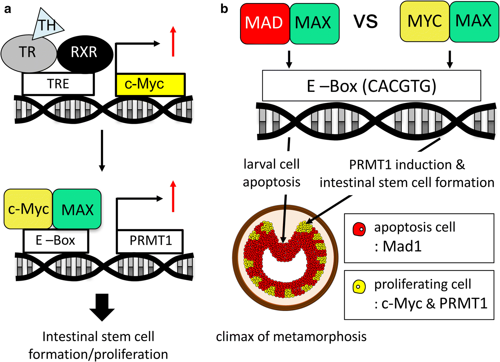 Fig. 3