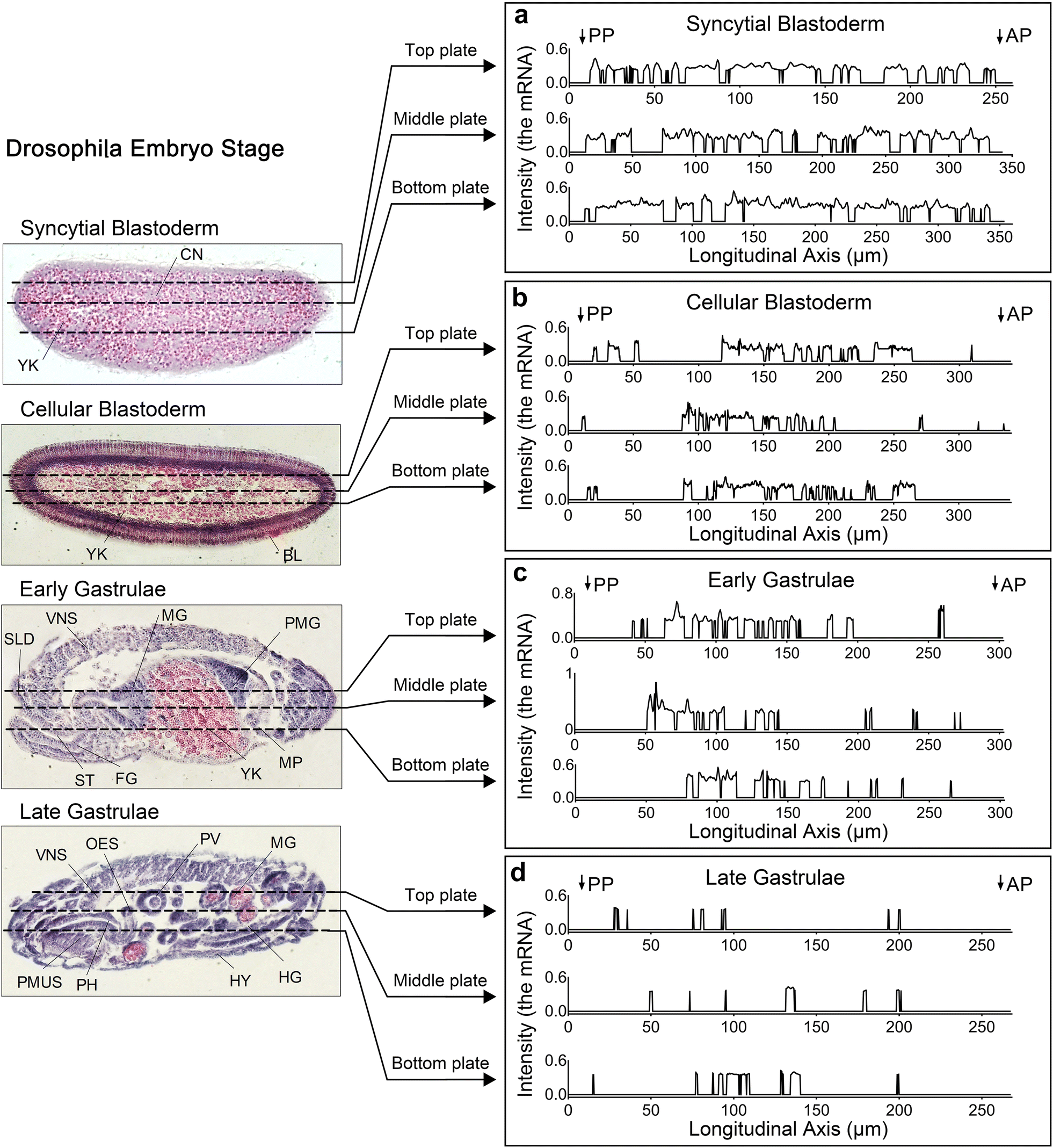 Fig. 7