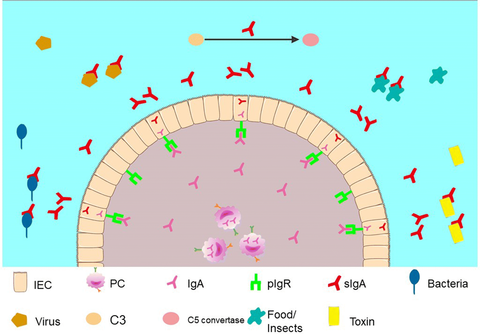 Fig. 3