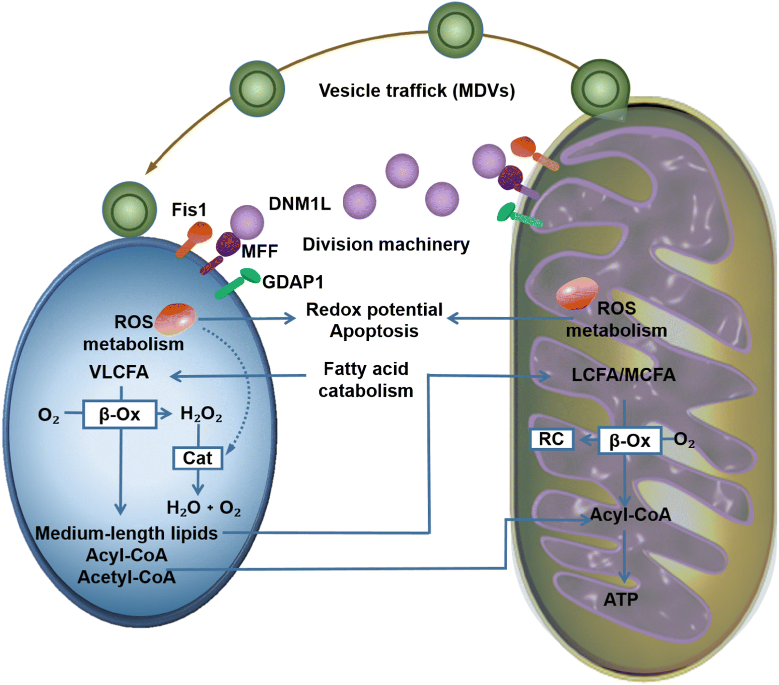 Fig. 2