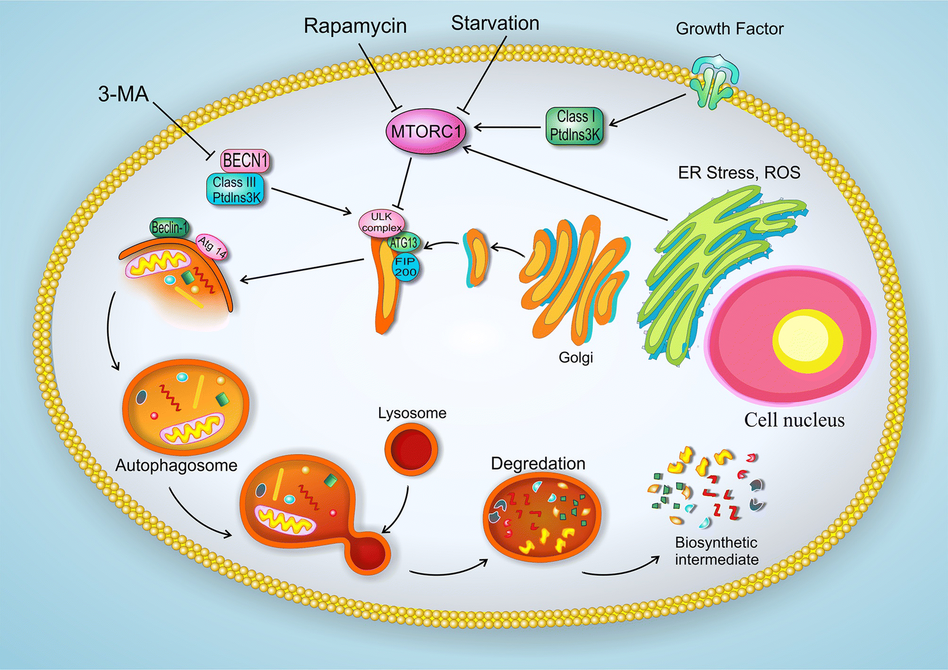 Fig. 1