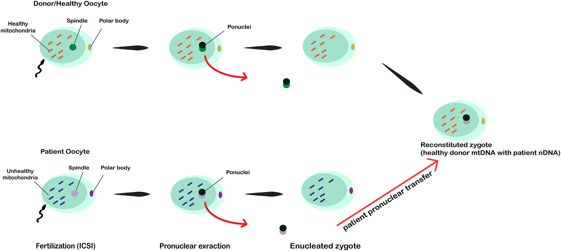 Fig. 1