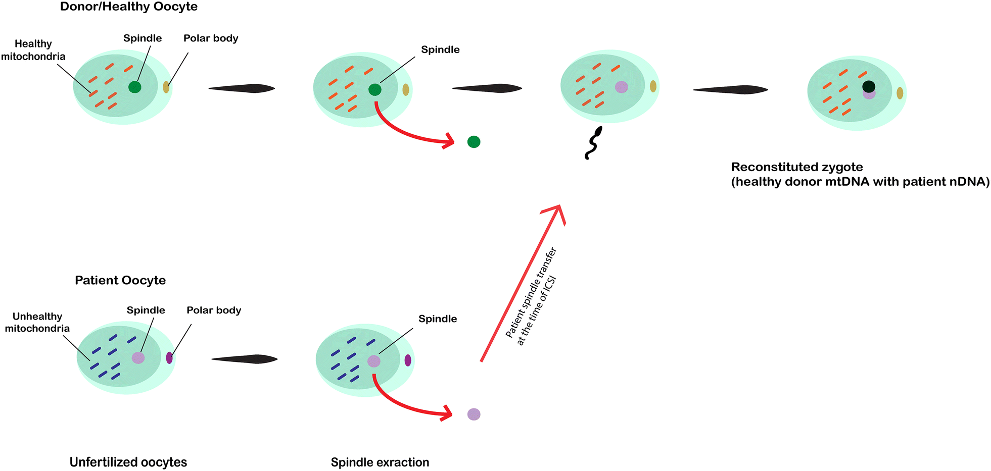 Fig. 2