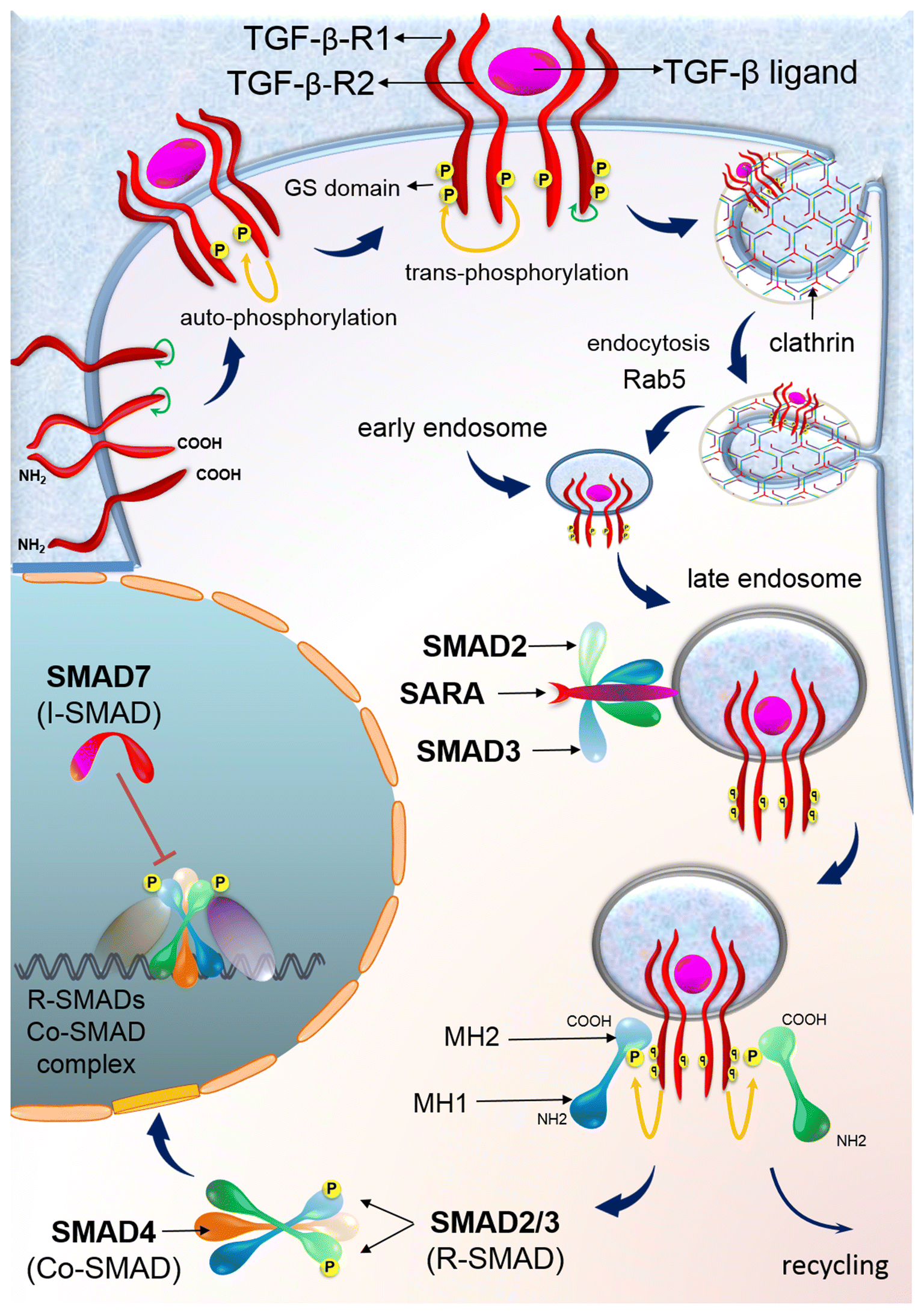 Fig. 3