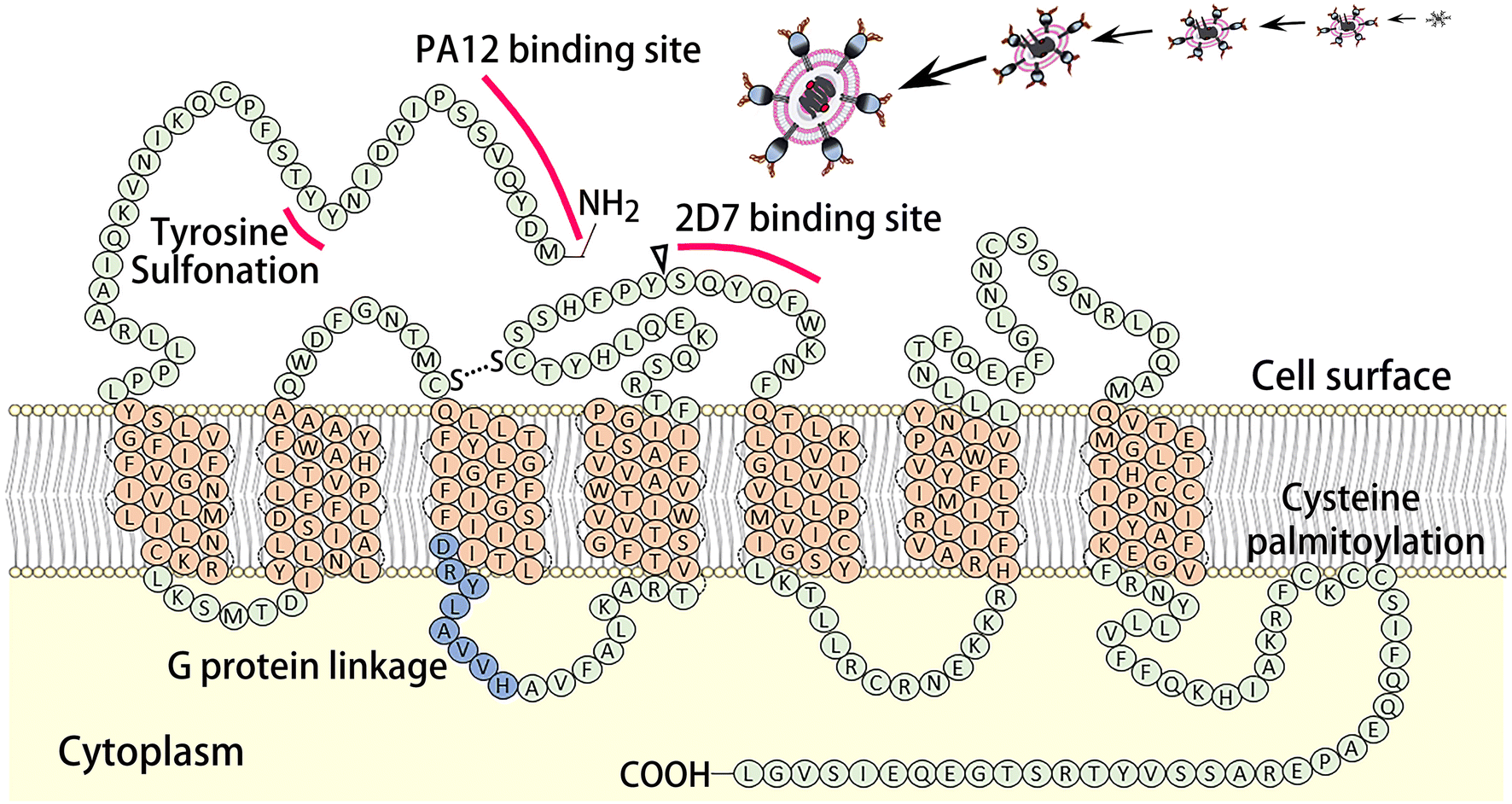 Fig. 2