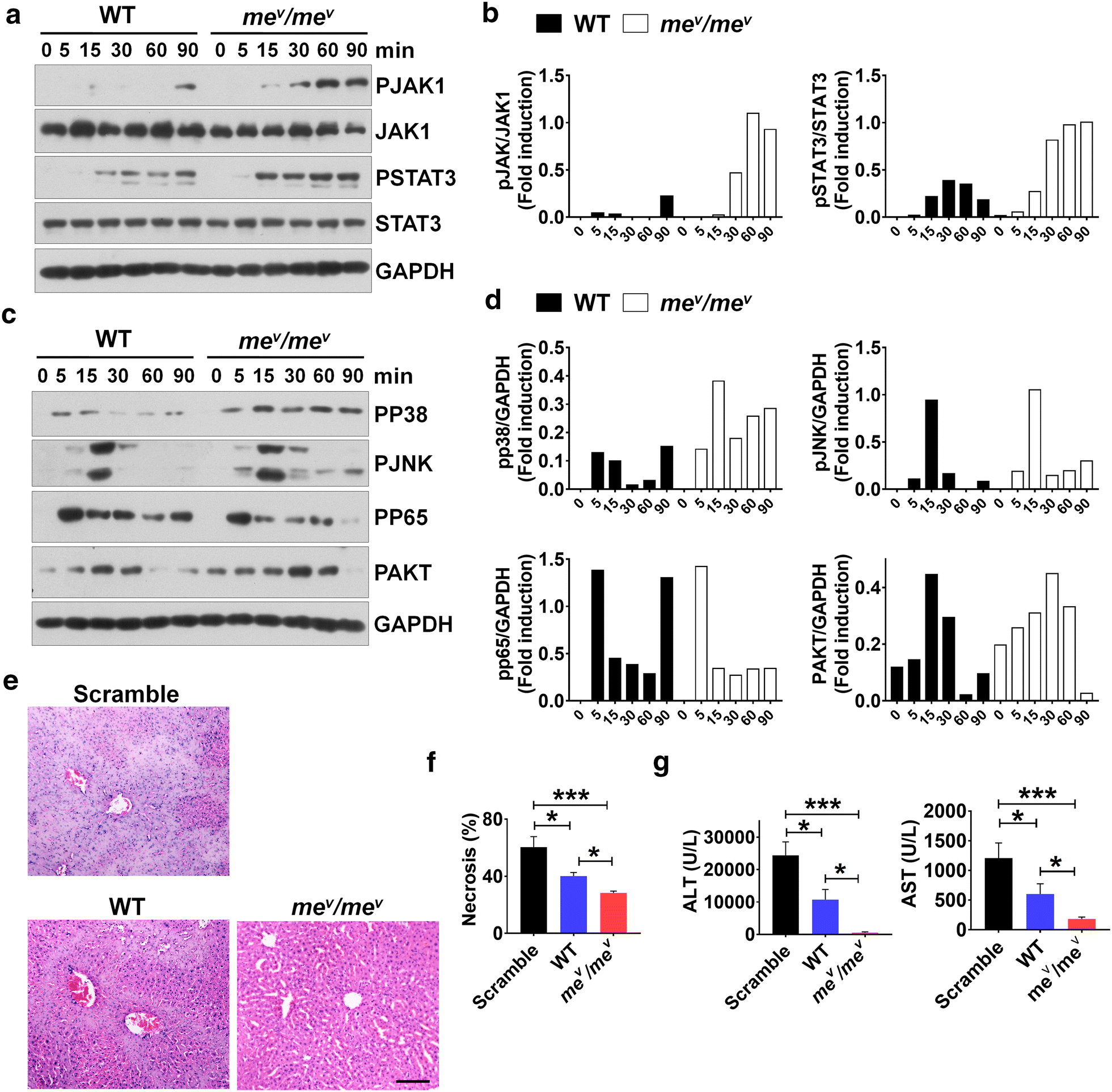 Fig. 4